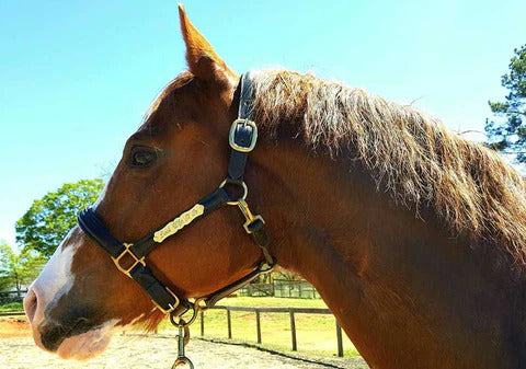 Safety First: How Bridle Tags Can Aid in Horse Recovery and Rescue