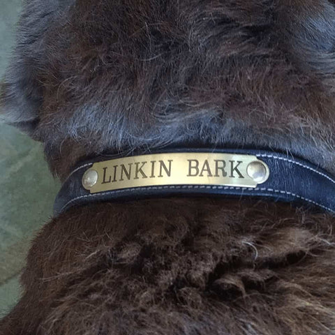 dog collar plate medium engraved