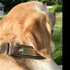 engraved brass dog collar plate
